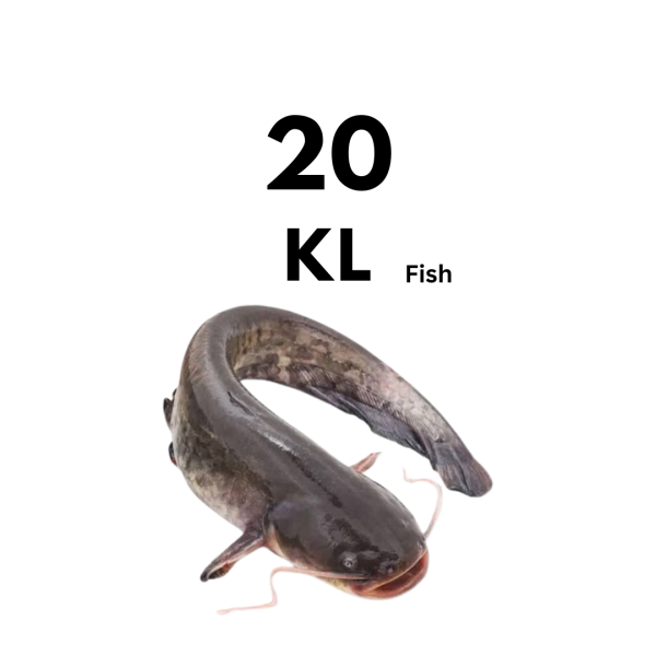 20kl Of Cat Fish