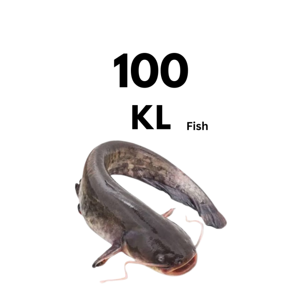 100kl Of Cat Fish
