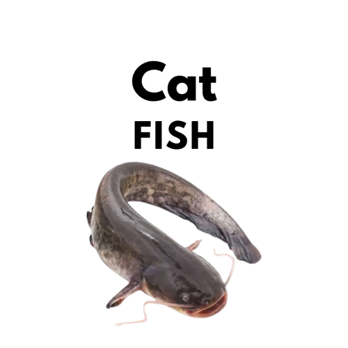 Cat Fish
