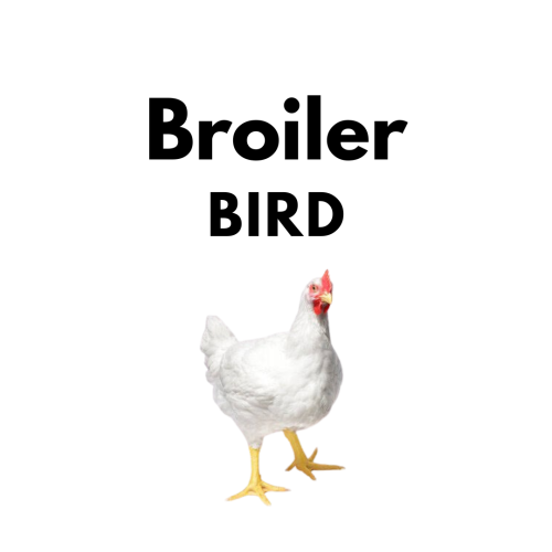 Broiler Birds